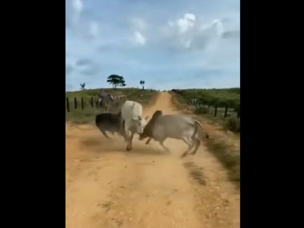 Animal Video Fight Between Two Ox Then What Happened Watch Video