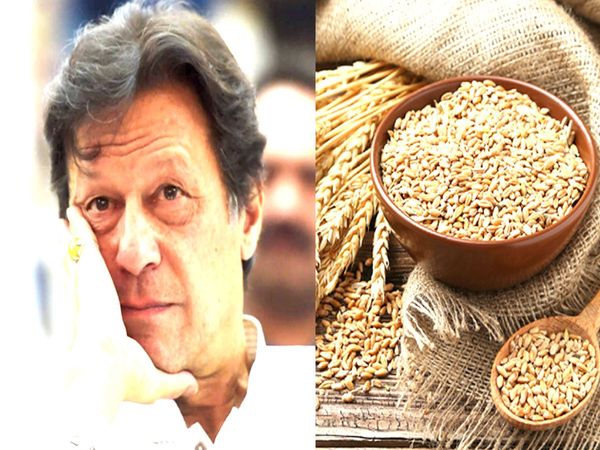 pakista wheat price