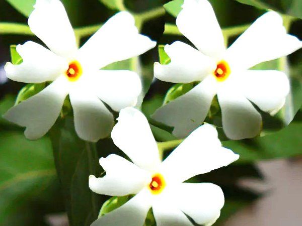 Ram Mandir Bhoomi Pujan PM Modi will plant Parijat's plant in Shri Ram Janmabhoomi premises Ayodhya know it's very useful