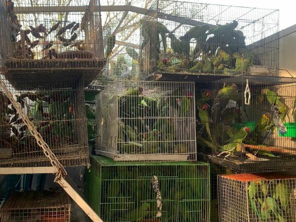 Big raid of PETA and Delhi Police, thousands of birds freed from the clutches of traders