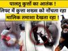 dog attack, noida, up, state news