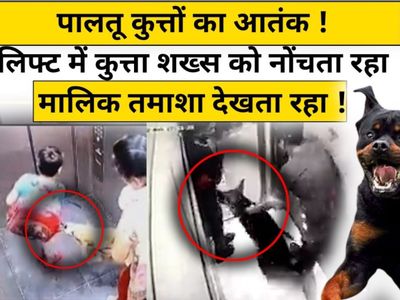 dog attack, noida, up, state news dog attack, noida, up, state news