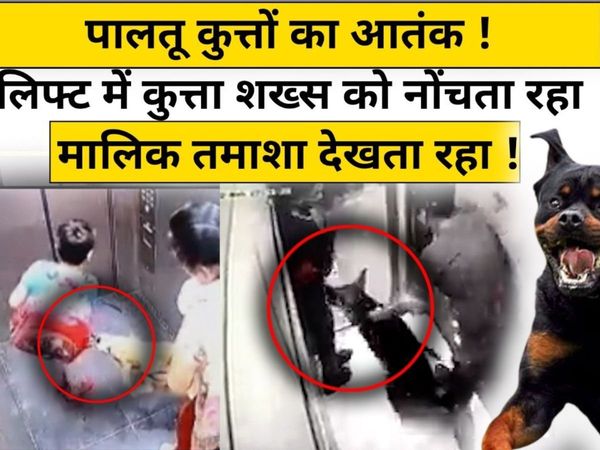 dog attack, noida, up, state news