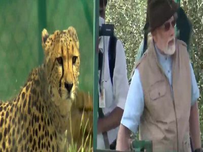 PM Modi releases cheetahs brought from Namibia in Madhya Pradeshs Kuno  National Park- Cheetahs Returns     70         PM Modi   