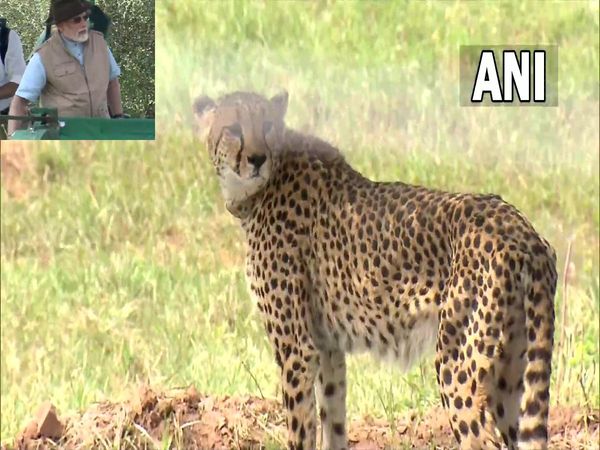 PM Modi releases the cheetahs at Kuno National Park in Madhya Pradesh watch Video