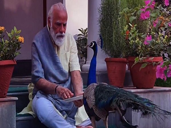 PM Narendra Modi Shares a beautiful video with peacock watch here