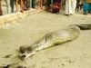Python swallowed whole goat in Rampur UP