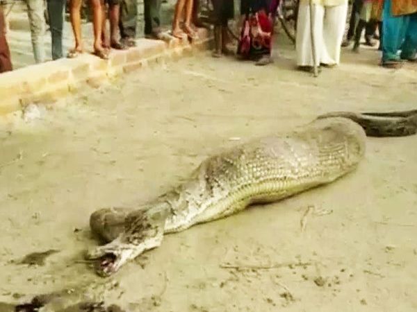 Python swallowed whole goat in Rampur UP