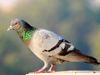 Pakistani pigeon becomes guest of Chhatargarh police station in Rajasthan, has become a headache for police