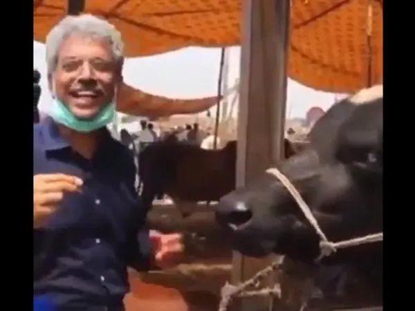 Pakistani journalist Amin Hafeez interviews buffalo on Eid, watch Video