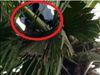 Man Sat on A palm Tree For One Month Know About Truth