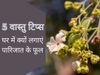 parijat plant benefits, parijat plant amazing benefits, importance of parijat plant at home, 5 benefits of parijat plant, parijat plant ke fayde, parijat plant ke laabh, ghar ke liye parijat plant ke fayde, पारिजात पौधे के फायदे, पारिजात का पौधा का महत्व,