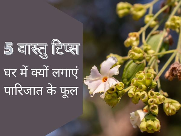parijat plant benefits, parijat plant amazing benefits, importance of parijat plant at home, 5 benefits of parijat plant, parijat plant ke fayde, parijat plant ke laabh, ghar ke liye parijat plant ke fayde, पारिजात पौधे के फायदे, पारिजात का पौधा का महत्व,