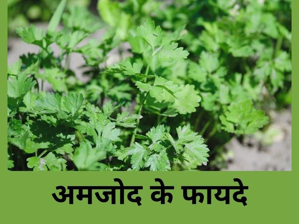Parsley for High BP problem