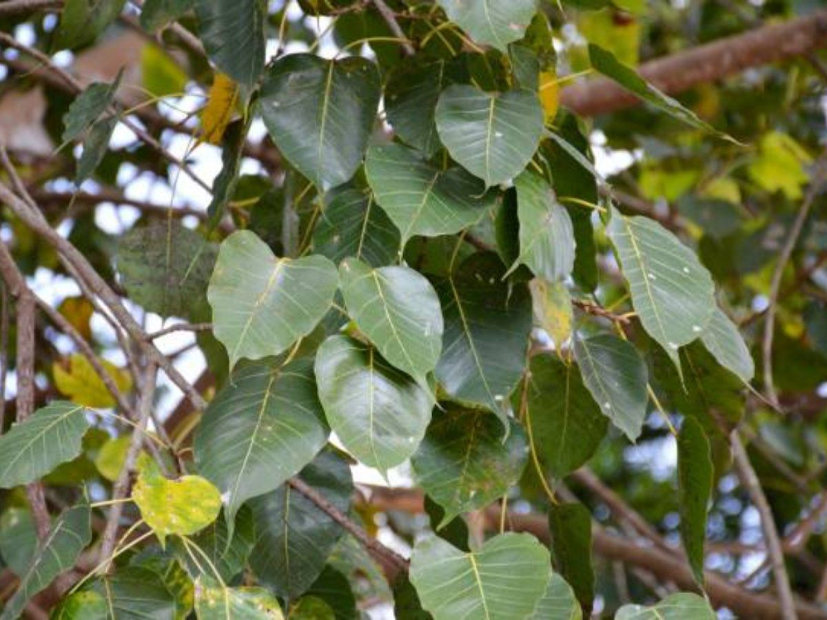 Peepal Ke Ped Ki Puja 