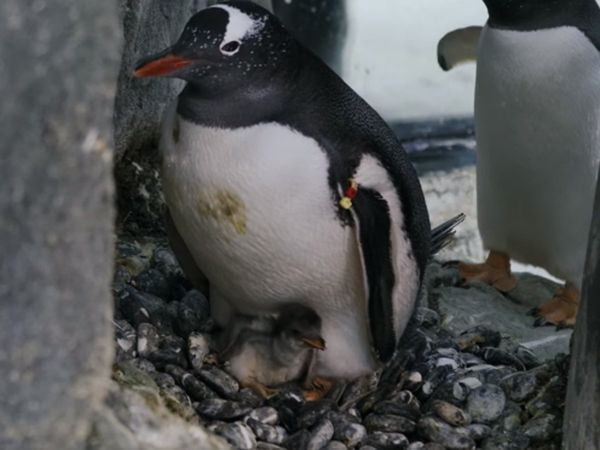 Amazing incident: two male penguins become parents, Like humans want children happiness, watch video