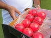 Pink cricket balls