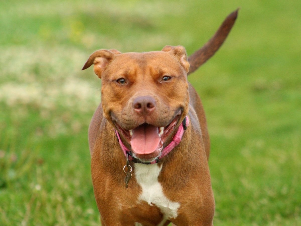 Pitbull Dog: गुरुग्राम में महिला पर फिर पिटबुल का हमला, लगातार बढ़ रहे डॉग अटैक के मामले, जानिए क्या है कारण