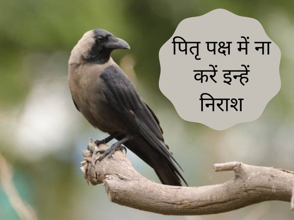 Pitru Paksha Date 2022, Pitru Paksha Mein Kya Karein Kya Nahi