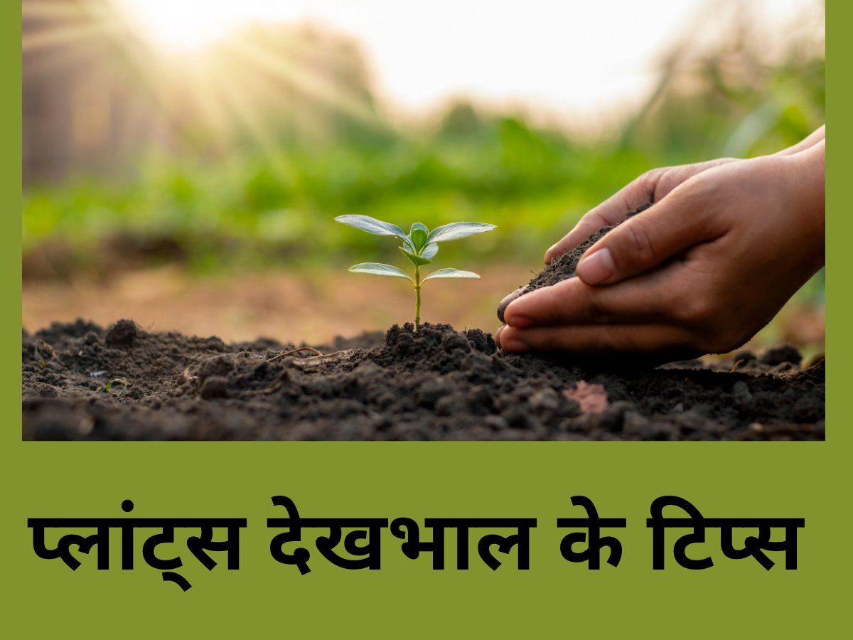 Creeper Plants: ये क्रीपर प्लांट्स बढ़ाएंगे आपके घर की शोभा, ज्यादा देखभाल की भी नहीं है जरूरत