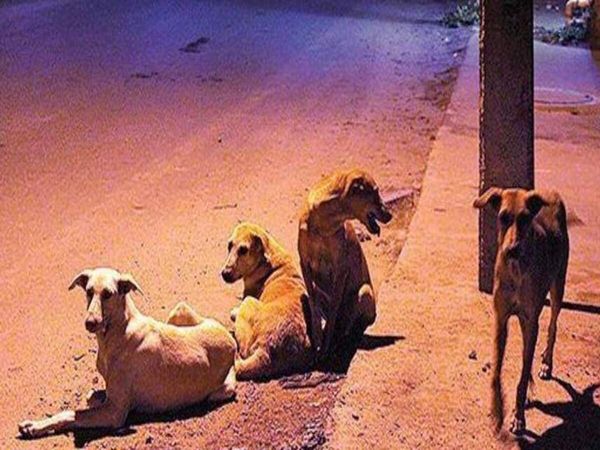 Number of street dogs increasing 