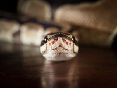 Fight between leopard and python