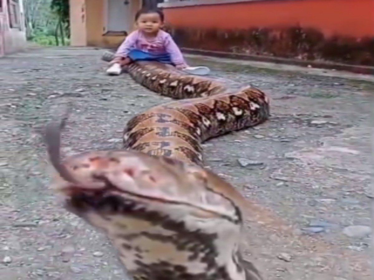 Watch: Kid playing with enormous python goes viral - EastMojo