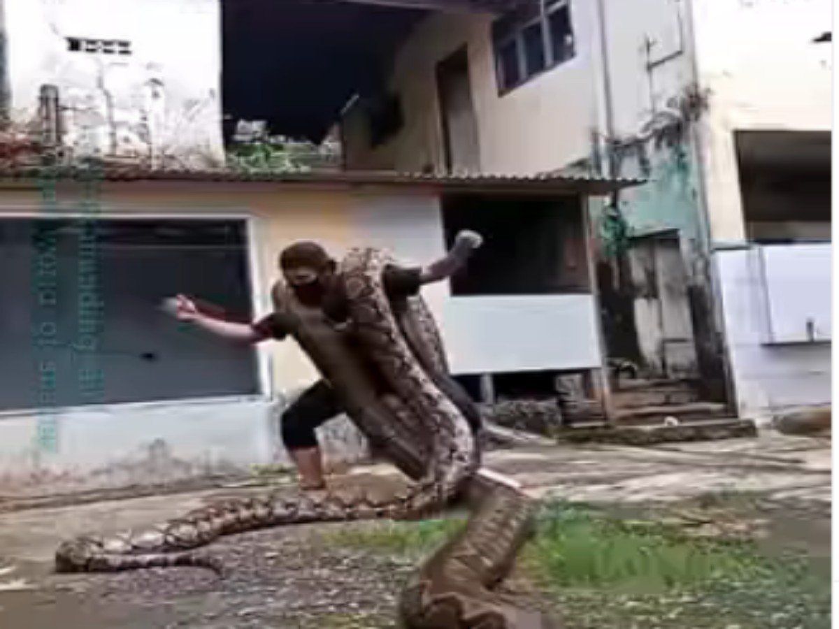 Man Dance With Two Giant Python Watch Shocking Viral Video, Shocking ...