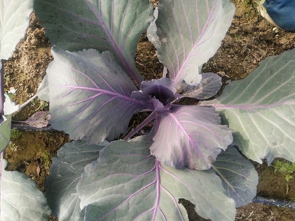Red Cabbage