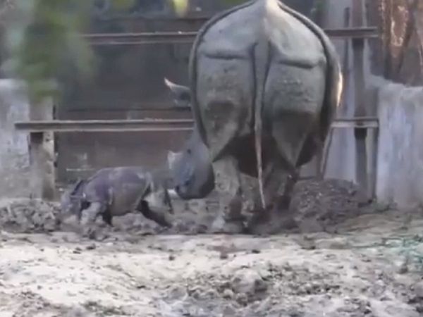 Rhinoceros viral Video