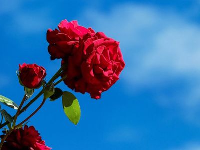 Happy Rose Day 2021 Wishes Happy Rose Day 2021 Wishes
