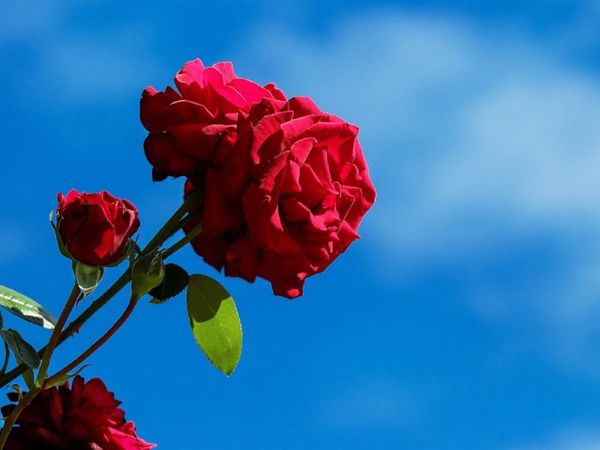 Happy Rose Day 2021 Wishes