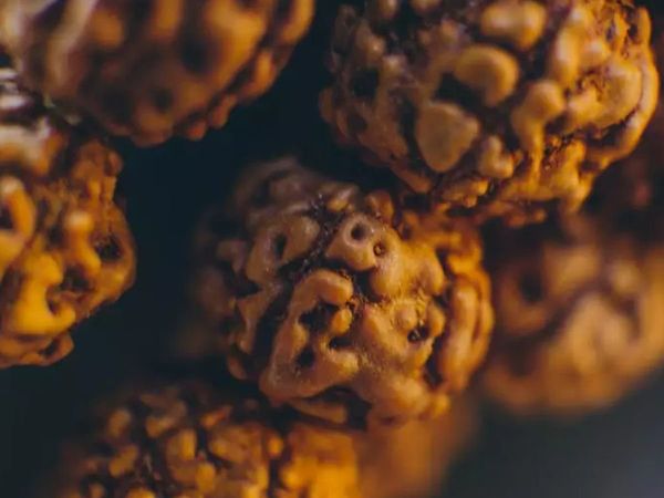 draksha Wearing Rules, Rudraksha Wearing Rules in hindi, Rudraksha Wearing Rules in india, What should we not do after wearing Rudraksha