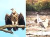 Census of cranes, vultures completed in UP