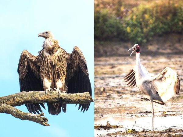Census of cranes, vultures completed in UP