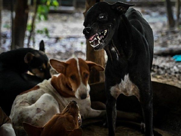  Saharanpur: आवारा कुत्तों ने एक लड़की नोंच-नोंच कर मार डाला