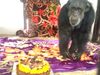 Suzi the chimpanzee celebrated her birthday in Hyderabad zoo with warm blankets and fruit cake
