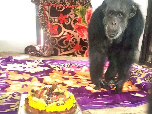 Suzi the chimpanzee celebrated her birthday in Hyderabad zoo with warm blankets and fruit cake