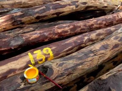 red sandalwood