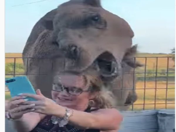 Funny Video Woman Click Selfie With Camel Then What Happened Watch Viral Video
