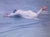 Shakib-al-hasan-slide-video