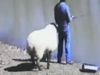 Sheep hit Man Then What Happened Watch Viral Video