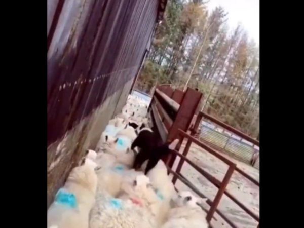 Sheep Dog Funny Video Goes Viral on Social Media