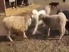 Fight Between Two Sheep Then What Happened Watch Viral Video