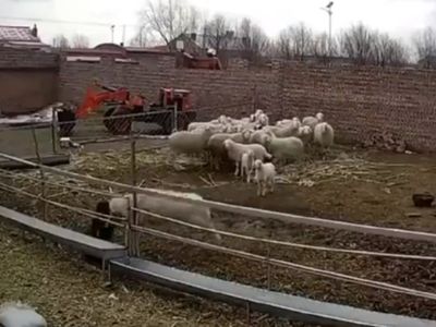 Sheep Attack on Child Then What Happened Watch Shocking Video