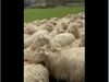 Dog Hidden in Sheep Viral Video Can You Find It