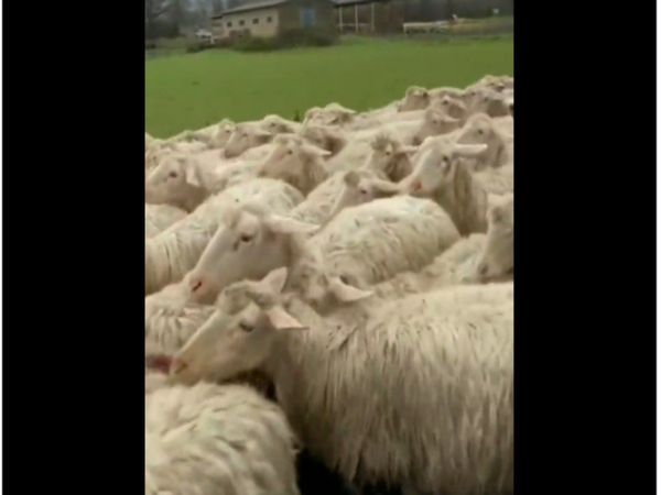 Dog Hidden in Sheep Viral Video Can You Find It