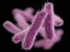 Shigella Bacteria 