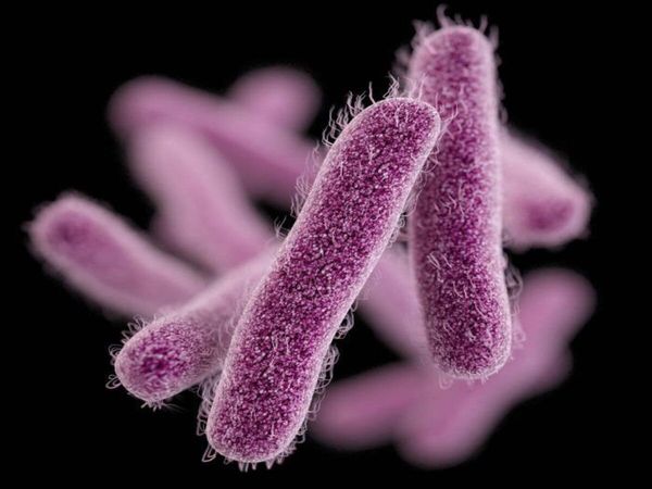 Shigella Bacteria 