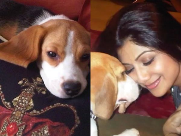 Shilpa Shetty Pet Dog Princess Demise, Shilpa Shetty Shared An Emotional video on her pet dog's demise